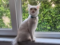 8 aylık ankara kedisi