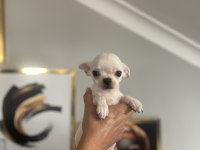 Chihuahua elma kafa babada scr mevcut