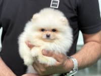 Teddy Pomeranian Prenses