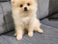 Kıpır Kıpır İki Aylık Dişi Pomeranian Boo