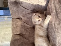 Oyuncu kedilerim 3 aylık scottish fold