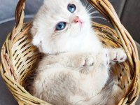Scottish fold erkek