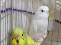 SAFKAN BEYAZ MUHABBET KUŞLARI