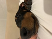 4 aylık yavru doberman