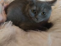 British shorthair yavrularımız