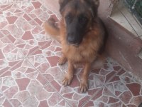 1 Yaşında Ve 5 Yaşında Erkek Alman Çoban Köpeklerimiz