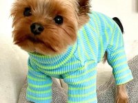 Teacup erkek yorkshire terrier