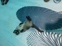 Akıllı scottish fold kızımıza yeni yuva