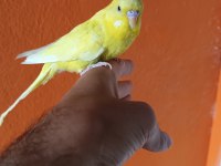 Erkek Muhabbet Kuşu