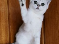 Scottish straight shorthair ns11 dişi