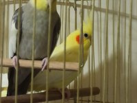 Sultan Papağanı Çift
