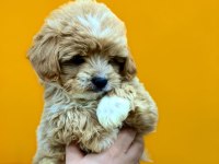 BEBEK YÜZLÜ SEVİMLİ MALTİPOO YAVRULARIMIZ