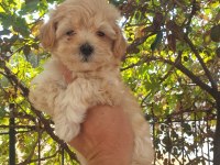Üst düzey maltipoo yavrularımız sizleri bekliyor