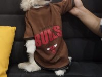 3 AYLIK MALTİPOO ERKEK CASPER KÖPEĞİMİZ