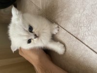 45 günlük scottish fold yavrular iletişime geçebilirsiniz