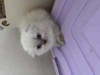 Scottish fold longhair