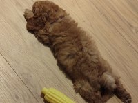 Yavru erkek toy poodle