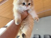 British Longhair Yavrularımız Yuvalarını Arıyor