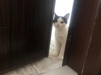 Acil sahiplendirilecek kedimiz