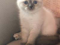 YENİ YUVASINA GİTMEYE HAZIR  BRİTİSH PONÇİKLER