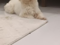 ERKEK MALTESE TERRİER