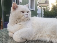 Sahiplendirme 6 yaşında british shorthair