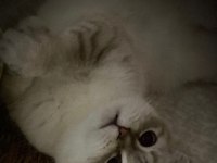Uysal Uyumlu Scottish Fold