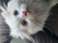 Yavru scottish fold