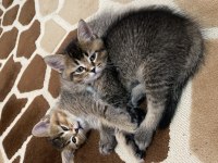 British shorthair erkek yavru sahiplendirilecektir