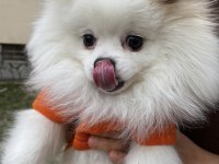 2 yaş pomeranian kırma