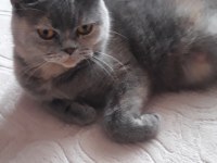 British shorthair güzel kızım Leidi