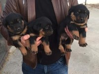 orjınal yavrular rezervde rottweiler