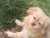 Pekinez köpeğimiz