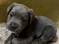 Uygun cane corso bir buçuk aylık