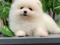 A+ kalite pomeranian yavrularımız 81 ile gönderim mevcuttur