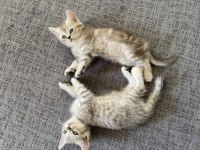 British shorthair