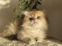 Şecereli ny12 british longhair