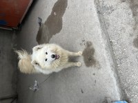 Sahibinden ORJ IRK SAMOYED DOST CANLISI Dişi
