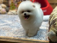 Oyuncak Teddy Pomeranian Boo