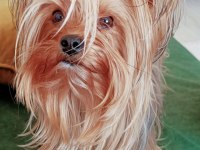 Yorki Bebekler