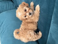 A KALİTE MALTİPOO LAR