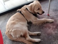 Sahiplendirme golden retriever