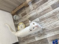 Sokağa atılan uysal oğlana acil yuva
