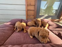 Anne Altından Red-Brown Toy Poodle Yavruları