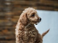 Safkan toy poodle