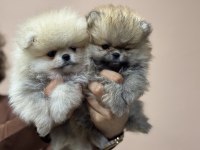 Petmode köpek çiftliğinden teddy pomeranian boo