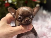 Teacup dişi elma kafa chihuahua