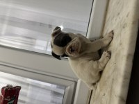 Blue piet french bulldog