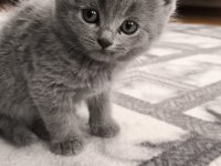 British shorthair kedisi
