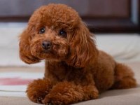 A kalite toy poodle
